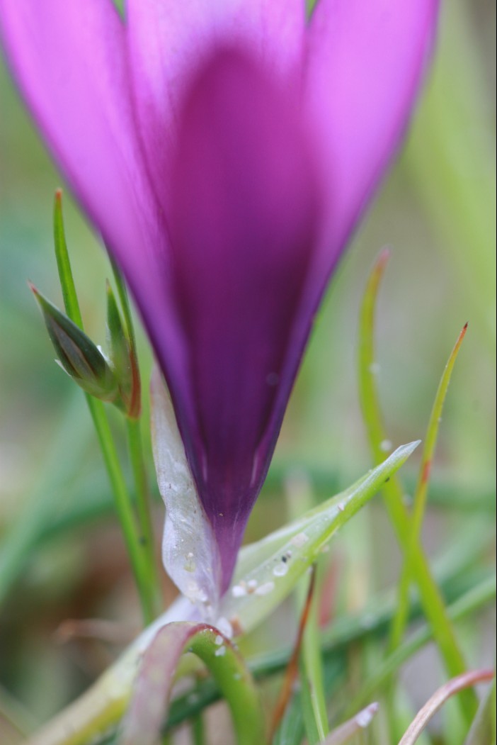 Romulea requienii  dalla Sardegna